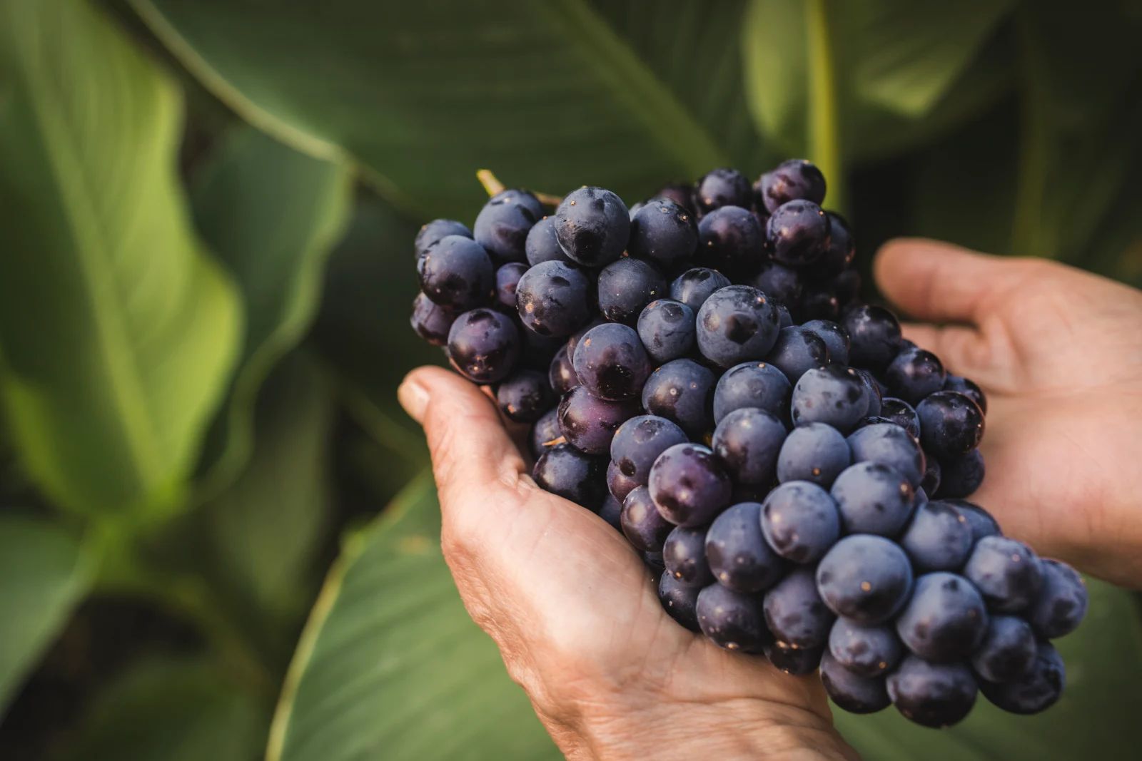 Resveratrol: qué es, para qué sirve y por qué el Trans-Resveratrol es superior