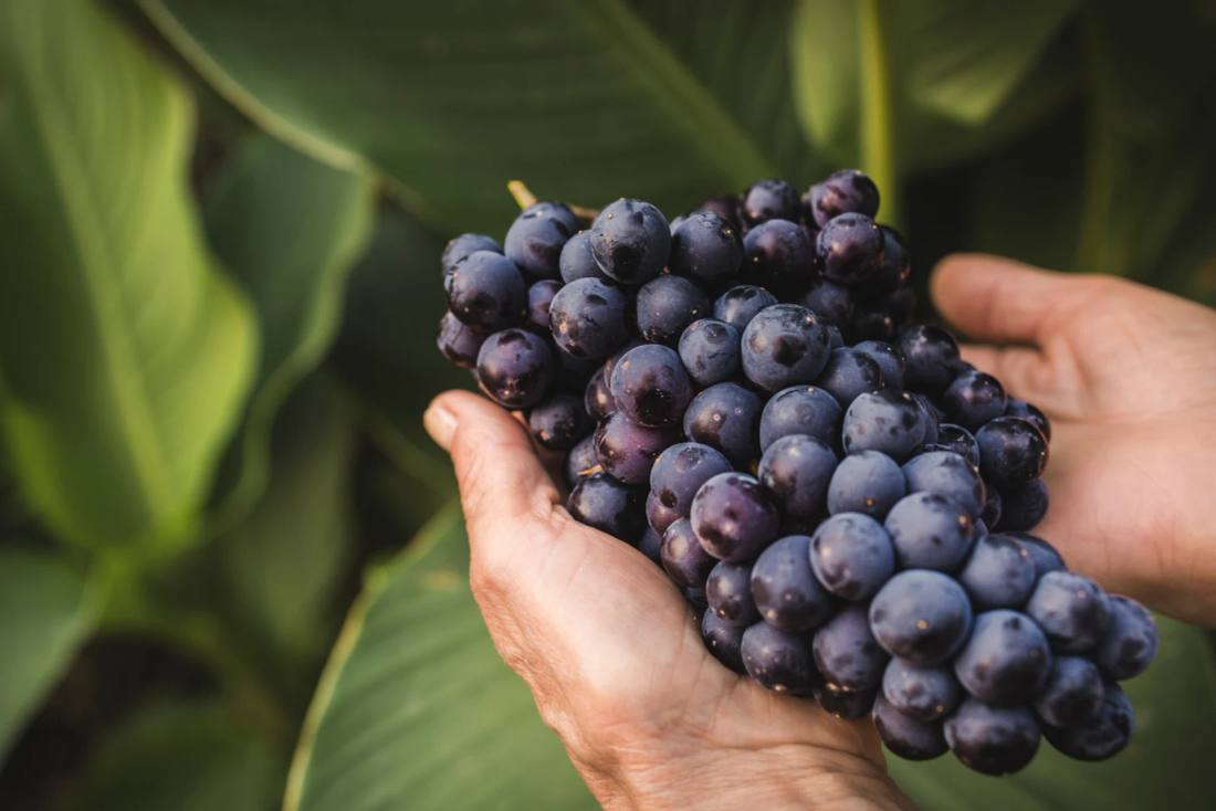 Resveratrol: qué es, para qué sirve y por qué el Trans-Resveratrol es superior