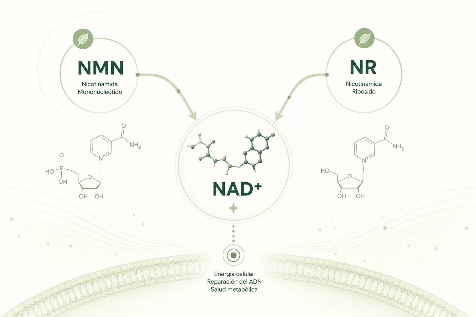 NMN vs NR: ¿cuál precursor de NAD+ te conviene?