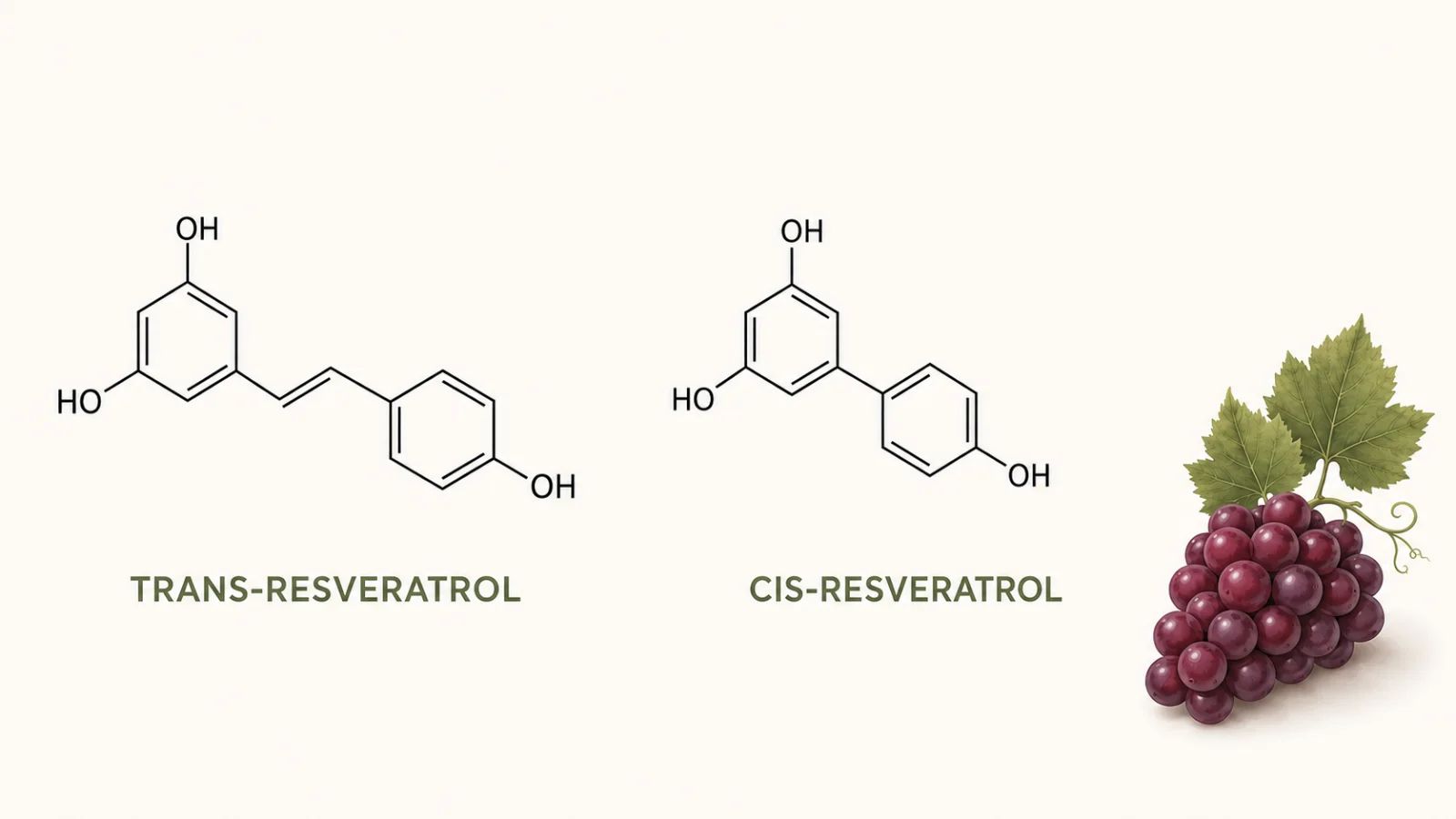 Trans-resveratrol vs resveratrol común: ¿por qué la forma lo cambia todo?