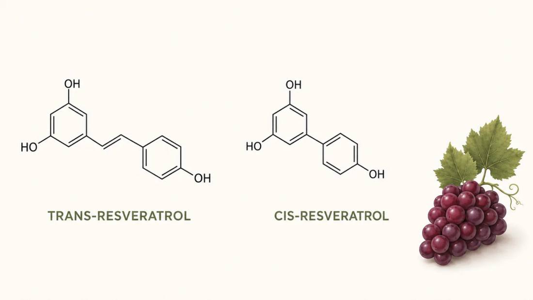 Trans-resveratrol vs resveratrol común: ¿por qué la forma lo cambia todo?