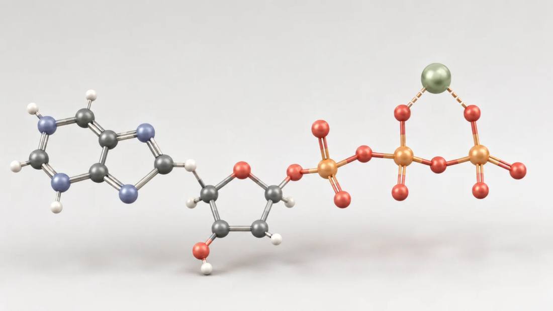 Magnesio: el mineral que trabaja en 300 reacciones y casi nadie mide